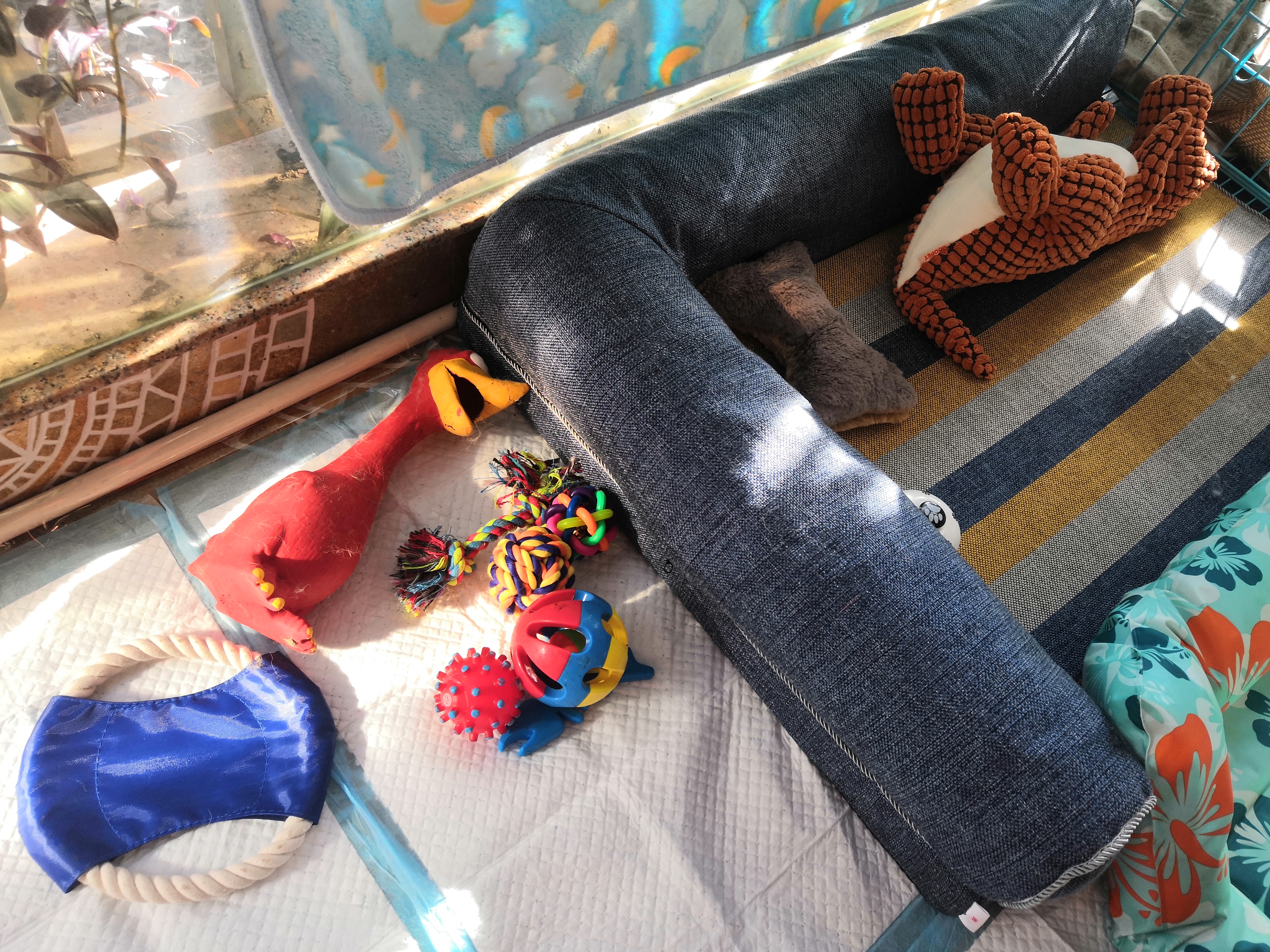 遛狗大爷传授养狗实用技巧,科学养狗狗攻略