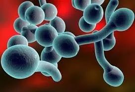 益生菌与健康:唇疱疹、湿疹、尿布疹、鹅口疮