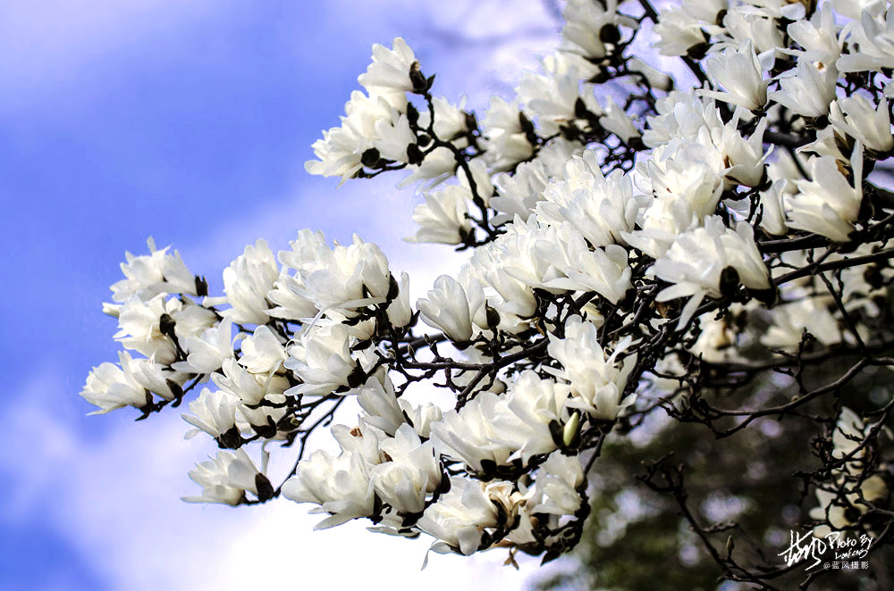 上海市市花白玉兰也叫玉兰花,白玉兰花是上海的市花吗