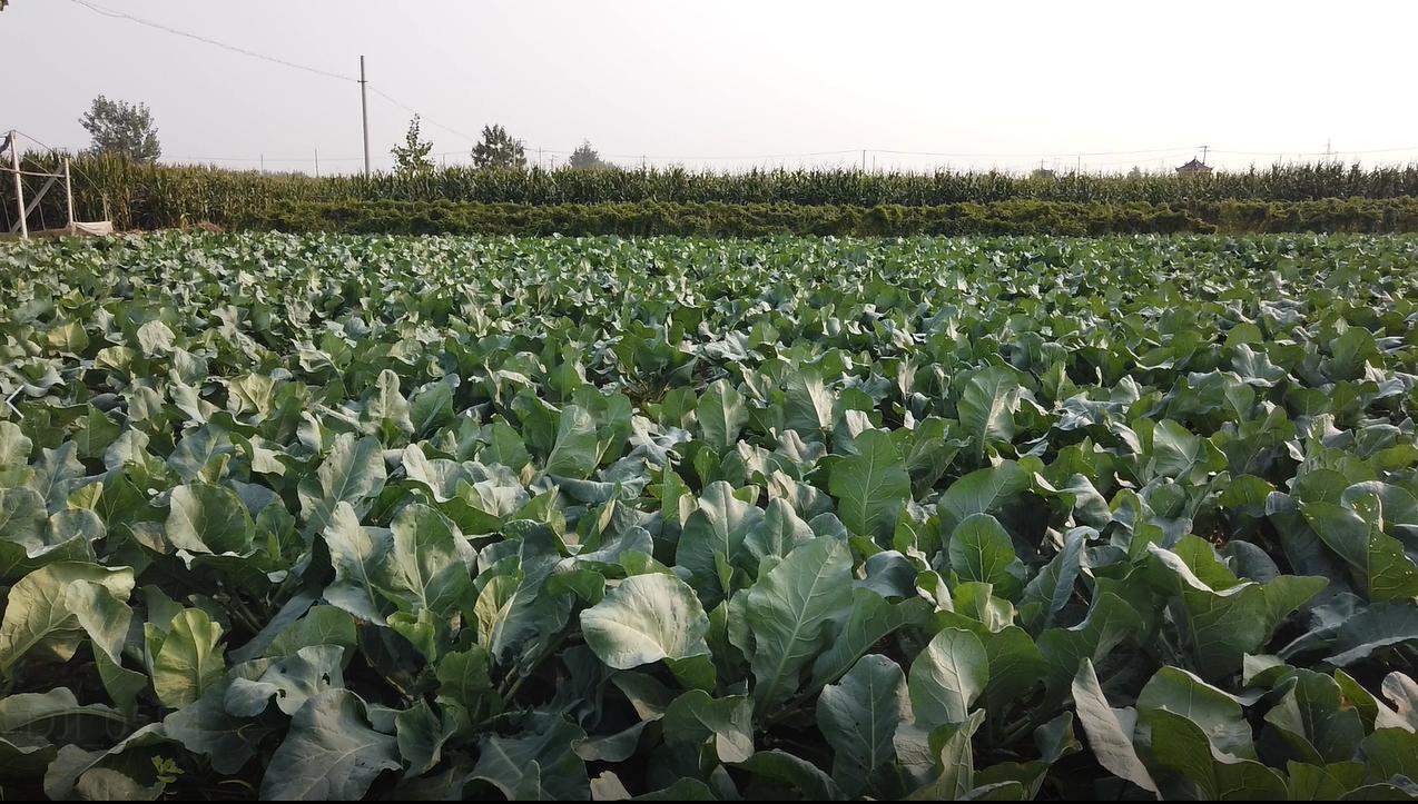 花菜地里害虫大爆发很难防?做好这2点,农户不再发愁