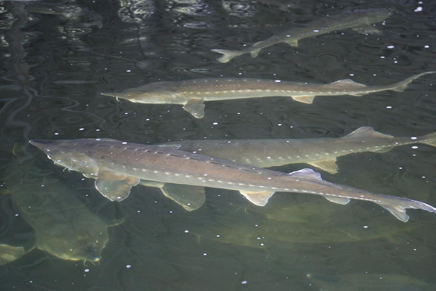 美味的鲟鱼怎么养殖，保持干净的水质，根据体重合理投喂