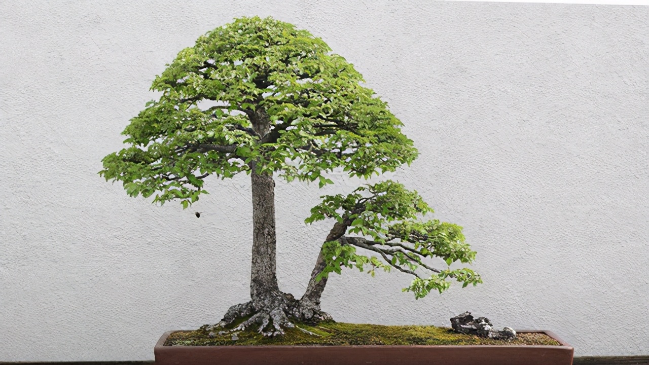 榔榆与榆树的区别,小叶榔榆是不是我们家常见的榆树