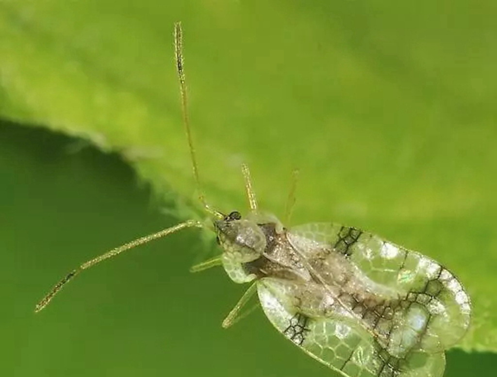 我的杜鹃花叶子发黑掉落咋办,我的杜鹃花嫩枝干枯怎样救治