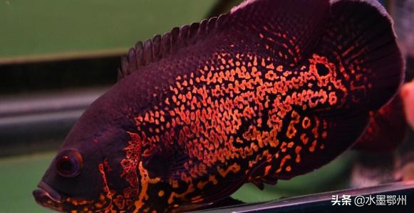 地图鱼混养最佳搭配图,地图鱼躺着也不死一碰就起来游