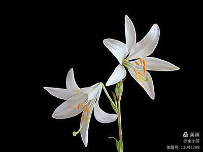 美丽的百合花钩织教程,美丽的百合花歌曲歌词