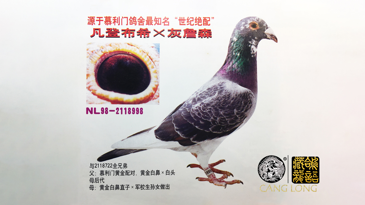 荷兰信鸽名家谈养鸽,荷兰赛鸽名家种鸽