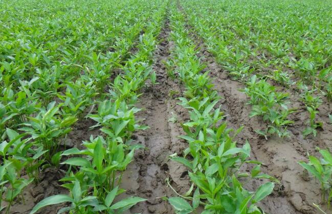 半夏出苗后用什么肥好,半夏出苗后需要打什么药