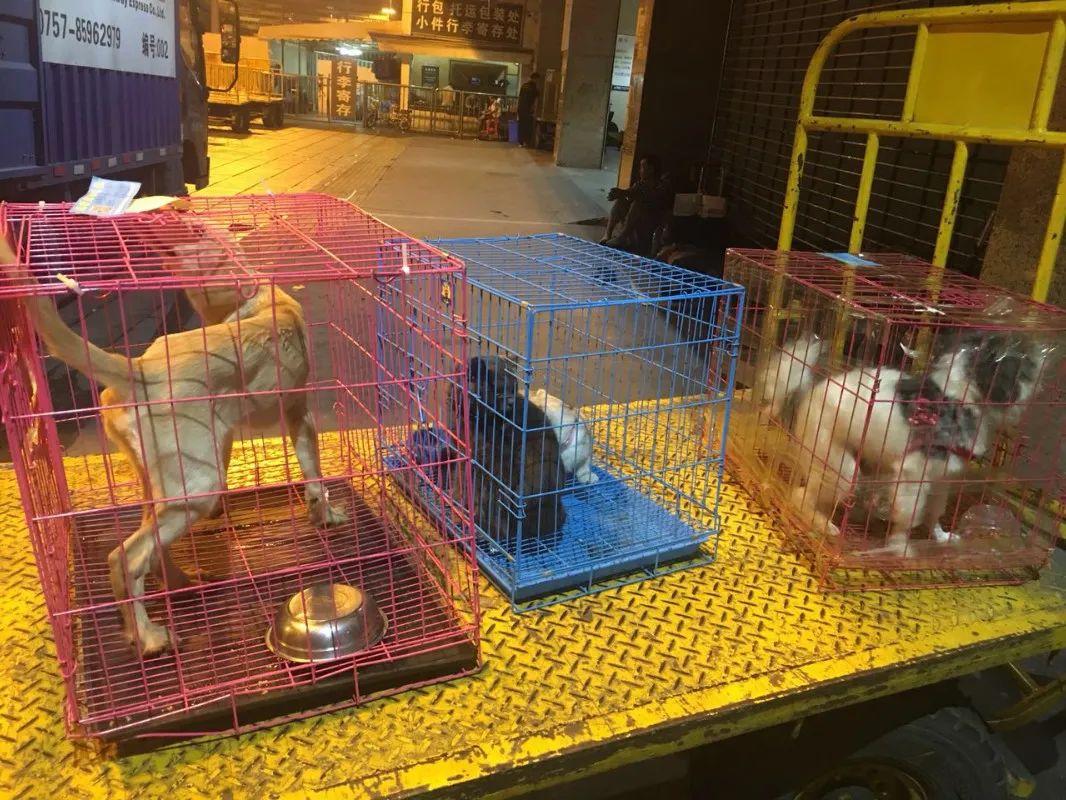 宠物托运惊恐,被托运的宠物