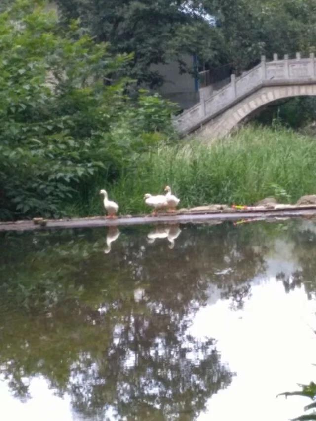 养子沟游玩攻略,养子沟畅游文案