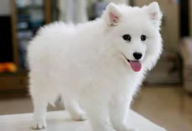 肠胃非常脆弱的银狐犬讨人喜欢，但为什么那么多人不会养它