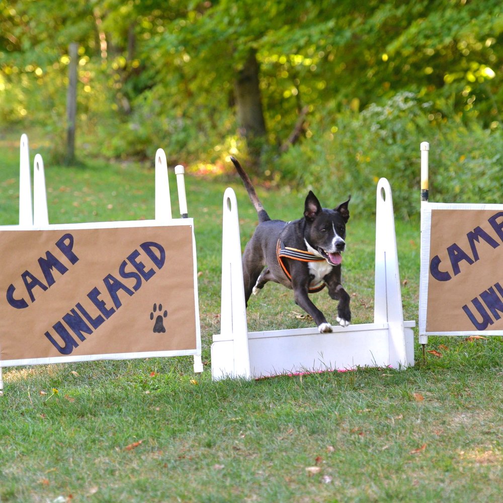 狗狗吸引主人注意行为的表现,狗狗特别胆小怎么训练定点大小便