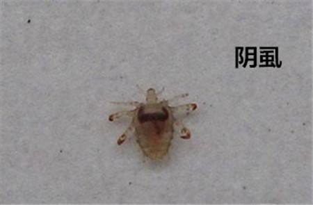 辟谣:带安全套就能预防所有性病吗?错,这种性病戴避孕套也没法