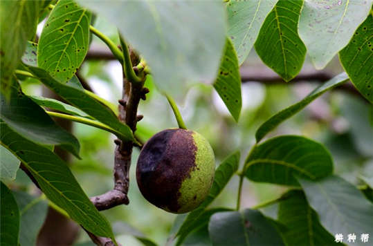 采取4项技术，有效防治核桃炭疽病为害，确保果实丰收