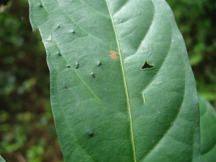 澶ф矙鍙跺睘浠嬬粛,澶ф矙鍙跺睘鍥剧墖