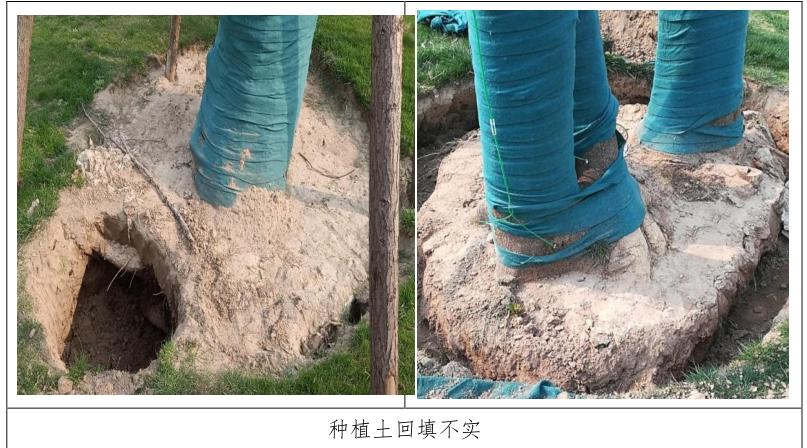 四季不落叶的风景树多少钱一棵,修树技巧风景树