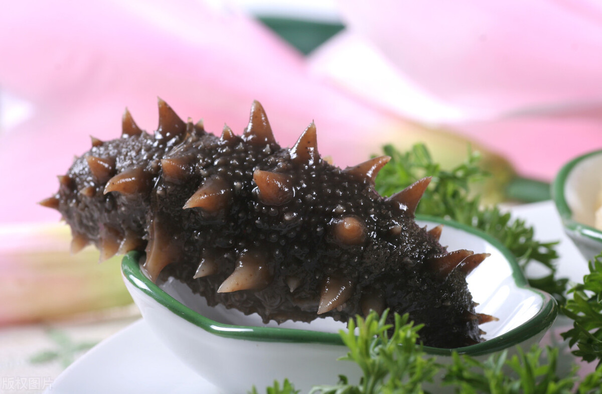 什么样的海参营养价值高一些,海参品质好怎么讲