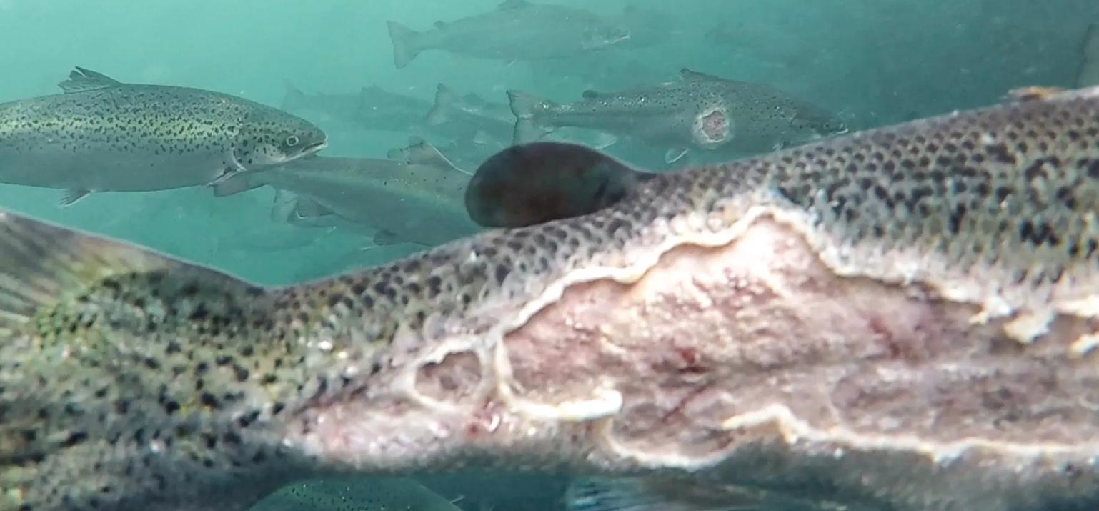 日本三文鱼寄生虫感染,三文鱼最可怕的寄生虫