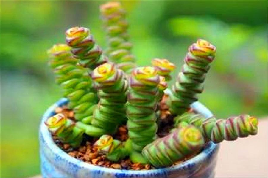 多肉钱串怎么养成老桩,钱串多肉老桩