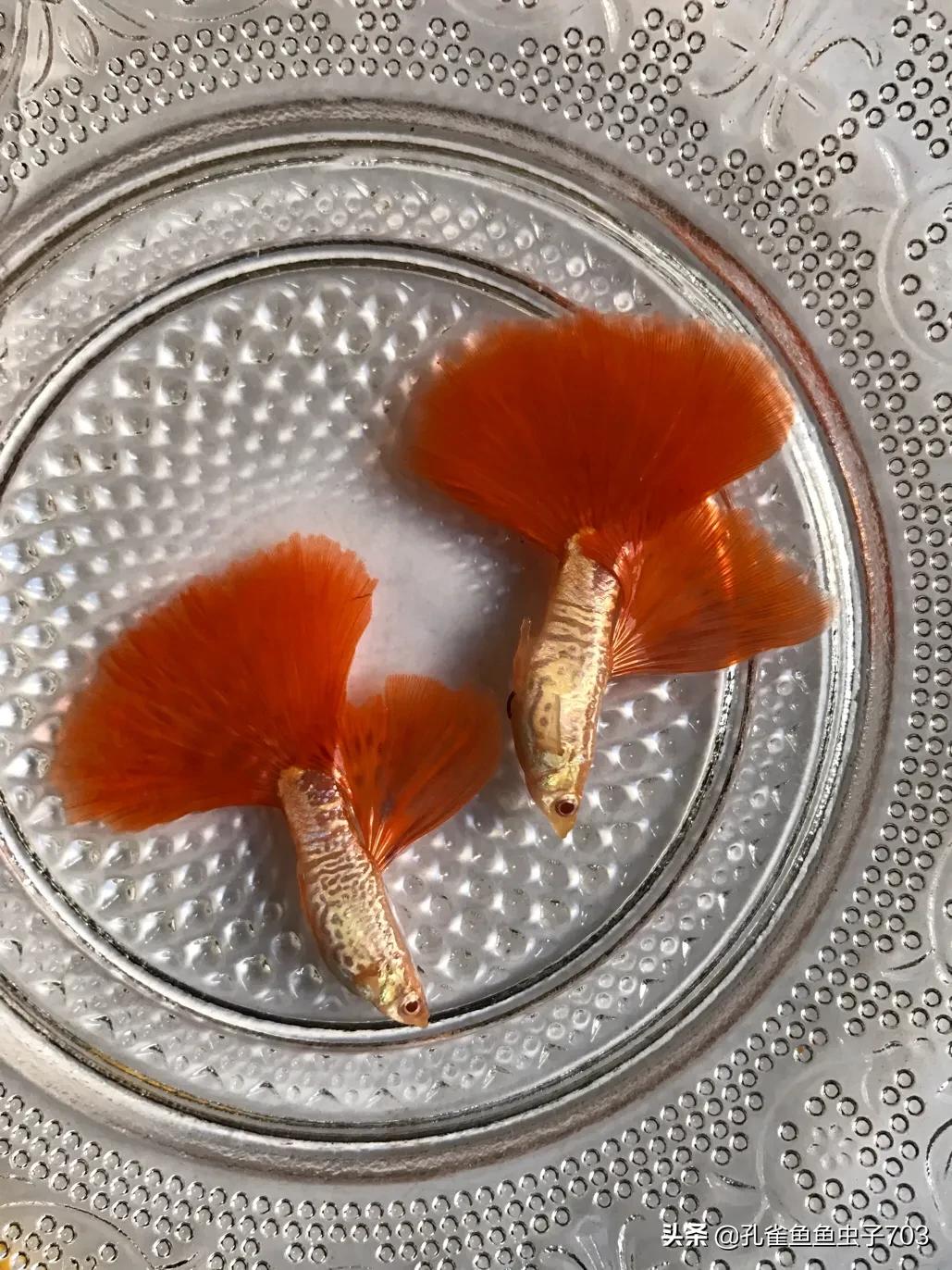 孔雀鱼剪尾的正确方法,孔雀鱼剪尾之后怎么恢复