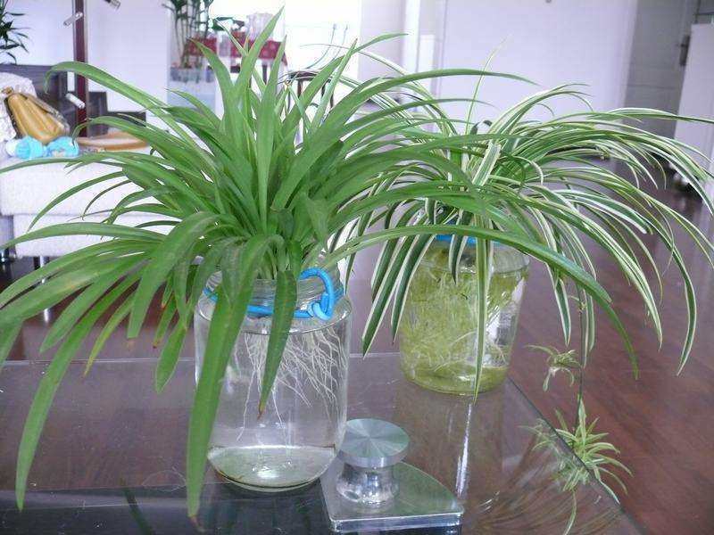 吊兰土培改水培后烂,吊兰土养能不能直接浇水