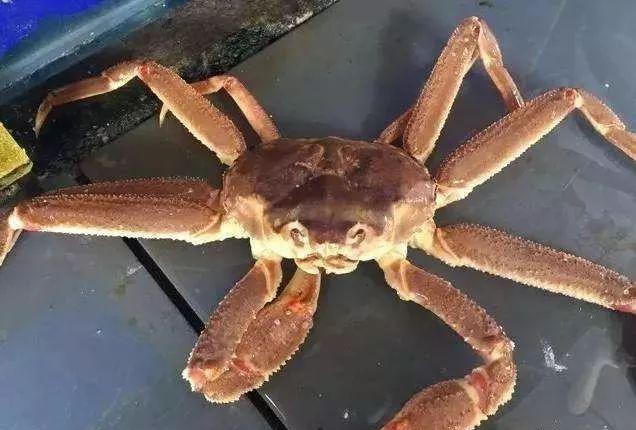 哪种海鲜的味道最鲜美,世界上最鲜美的海鲜