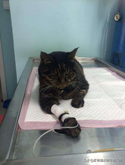 猫咪呕吐未消化完的食物怎么办,猫咪吃完化毛膏呕吐是什么原因