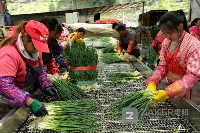 贵州决战脱贫攻坚走进万山,贵州脱贫攻坚视频