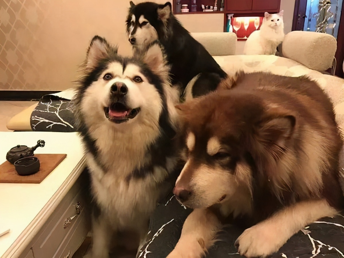 阿拉斯加狗粮真实推荐,阿拉斯加狗粮排行榜最新