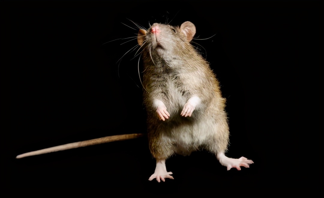 多只老鼠乱窜的视频,一大群老鼠在家里