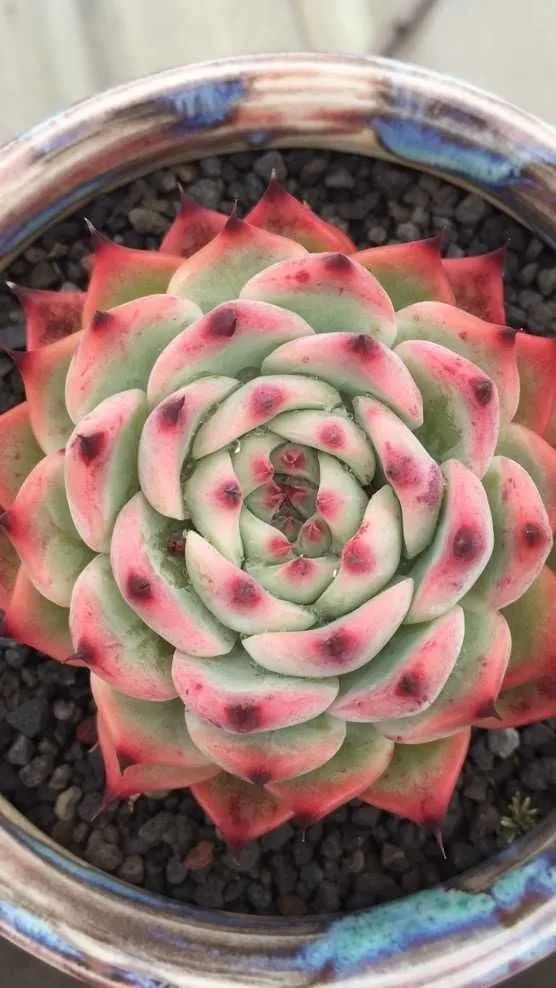 六年时间环游22个国家,却被多肉小萌物征服