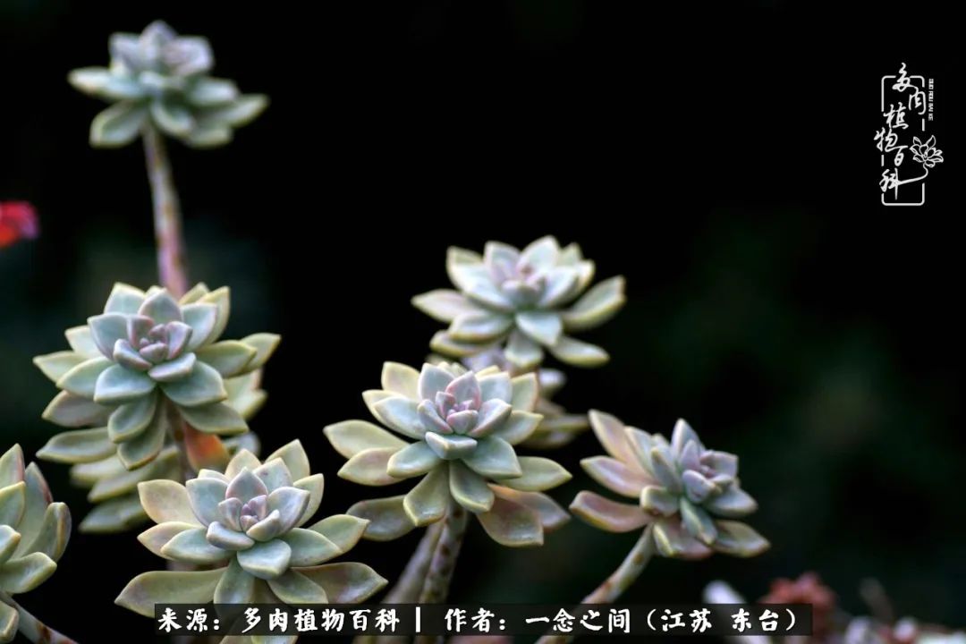 一见多肉误终生,一见多肉误终生从此钱包成路人