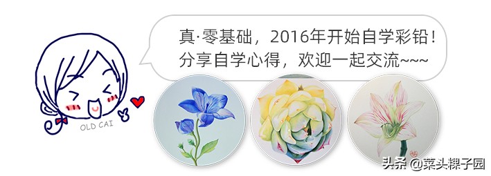 马可大师级彩铅,彩铅测评马可大师