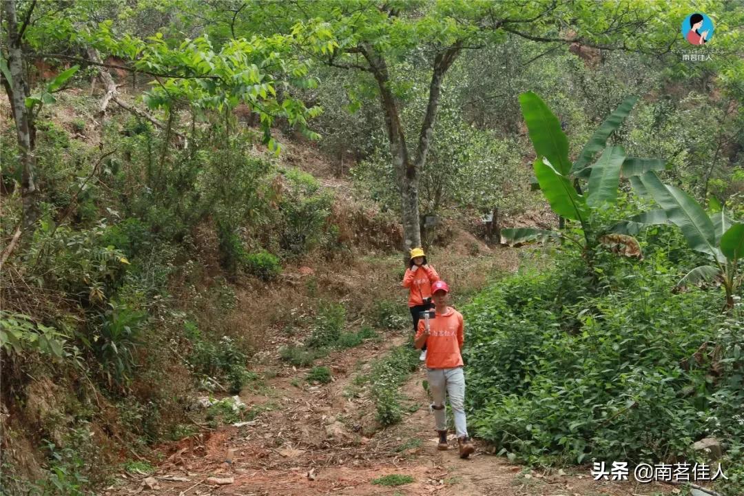 冰岛老寨大秋茶园的茶是真的吗,冰岛五寨之一糯伍什么口感