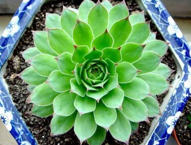 养观音莲有哪些注意事项,养护多肉观音莲小技巧