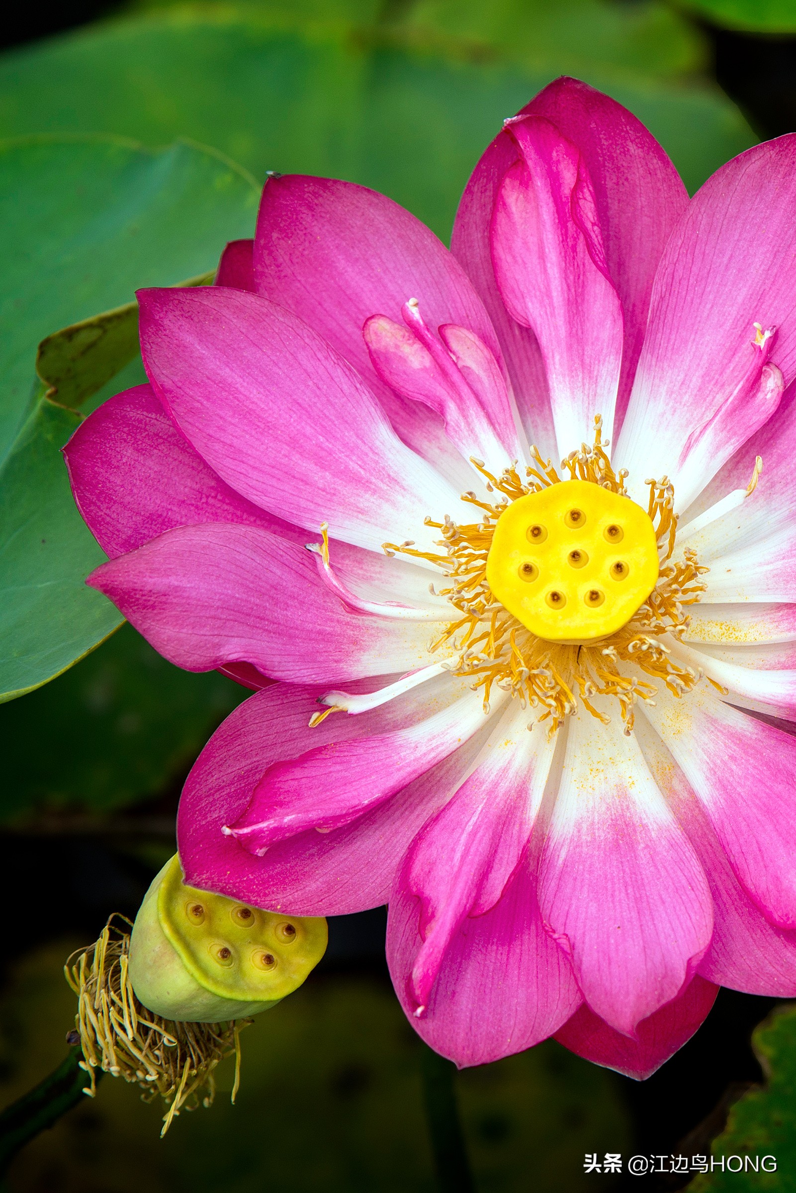 蓝莲花有第二季吗,蓝莲花怎么没有完整版