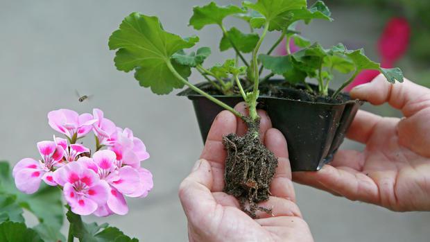 天竺葵要怎么养才能开花,天竺葵夏季怎么养能开花