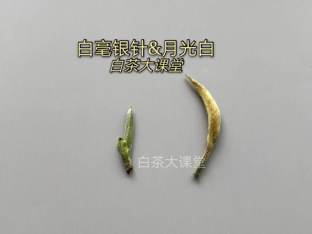 月光白老品种白茶,为什么有人说月光白是普洱茶