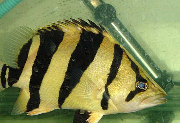 虎鱼第一天到家可以喂食吗,虎鱼和蝴蝶鲤混养怎么喂食