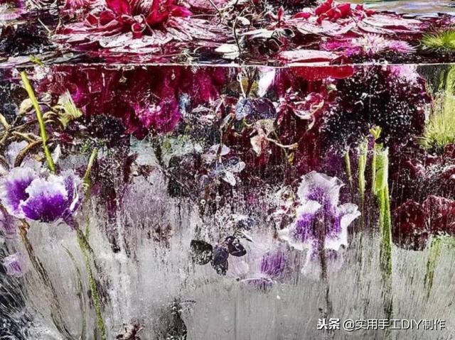 鲜花摄影作品欣赏,高清鲜花美图