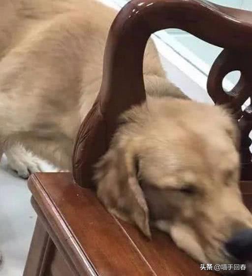 金毛半夜哈气走动不睡觉,金毛突然很暴躁对人龇牙咧嘴