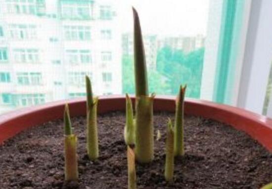 马蹄莲烂根的原因及处理方法,马蹄莲烂根了怎么处理