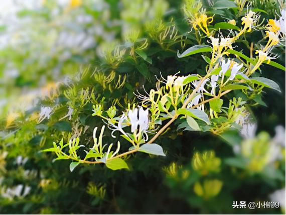 最近有什么种植致富的项目,现在在家种植的有哪些好项目