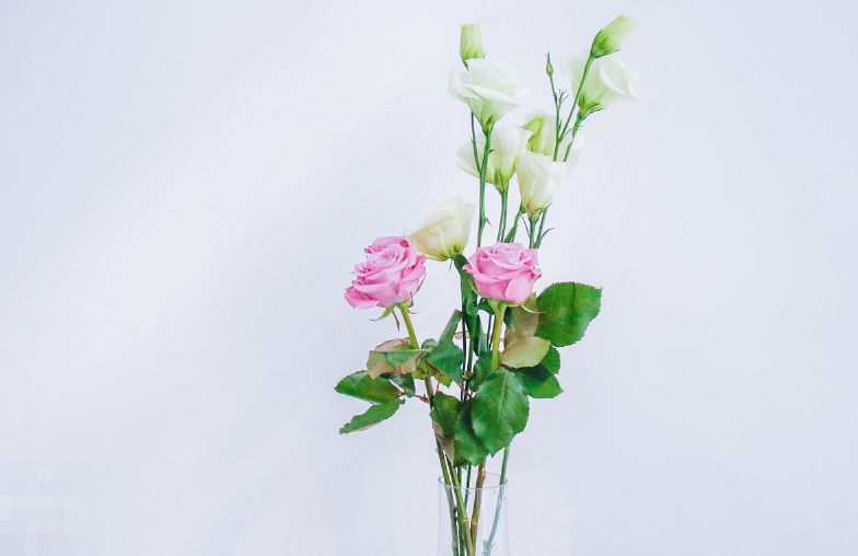 每日送花花语,花语大全送花的讲究