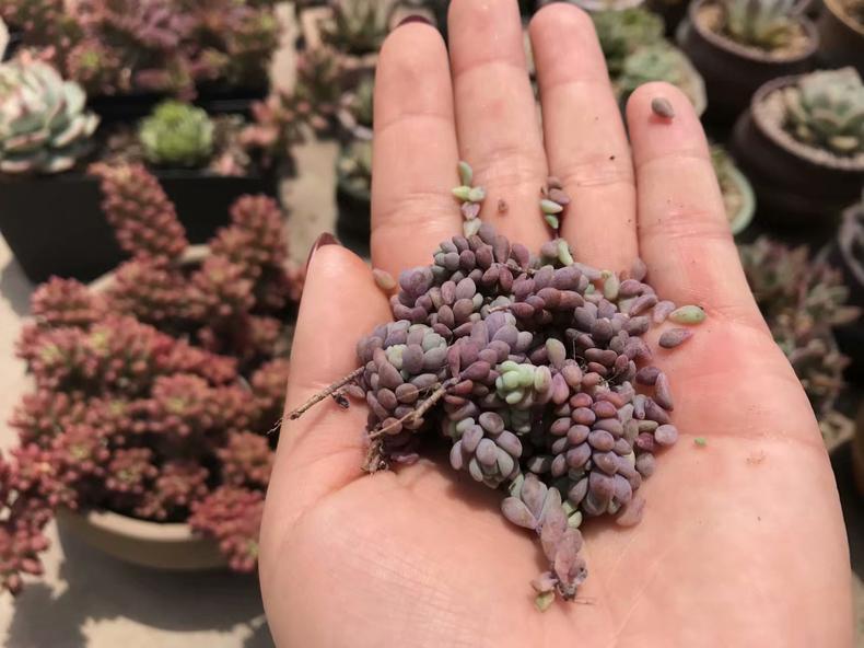 多肉叶子有斑,多肉叶子长斑是什么原因