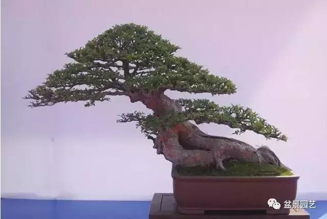 榆树盆景艺术欣赏,老桩榆树盆景欣赏