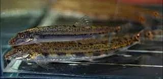 野生泥鳅品种图片大全大图,最大的泥鳅图片大全