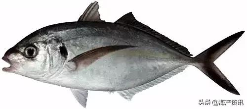 海洋科普世界上都有什么鱼,十种受欢迎的海鲜鱼类