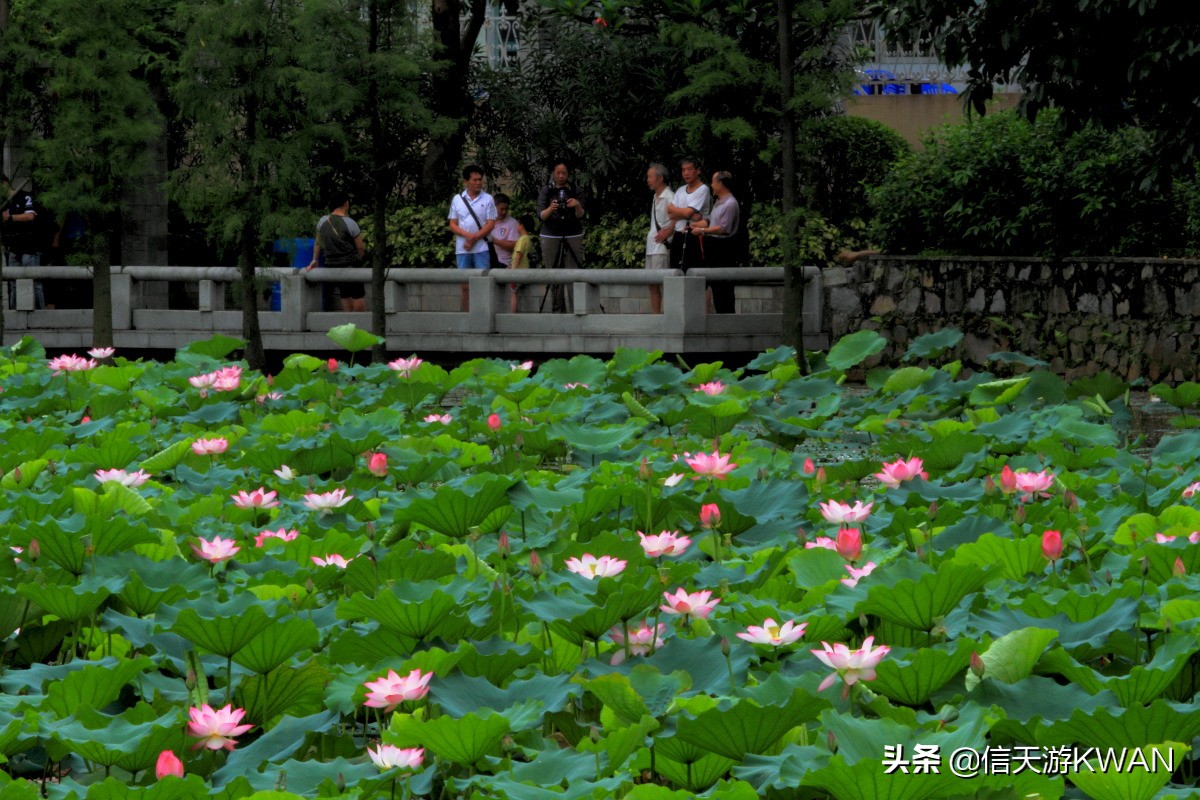 澶忚嚦宸茶嚦鑽疯姳鏅偣 (澶忚嚦宸茶嚦閭ｅ氨蹇樺嵈鐐庣儹鍘昏祻鑺卞惂)
