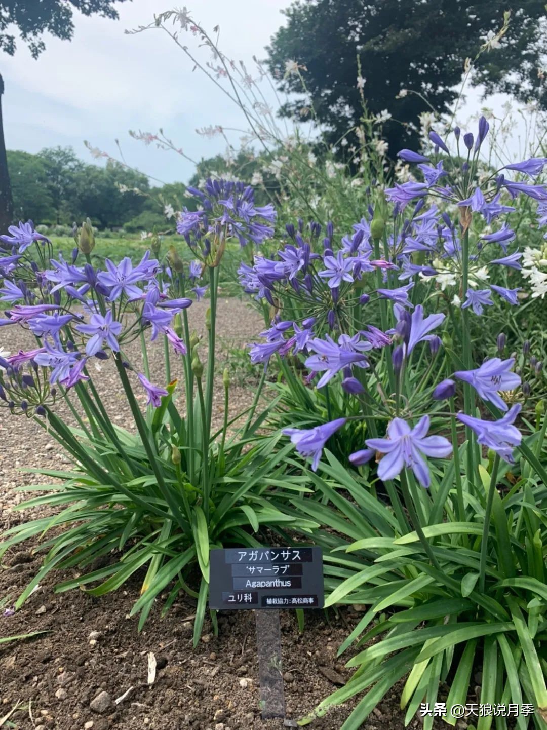 足不出户,带你了解2020日本园艺圈「新品种大赏」