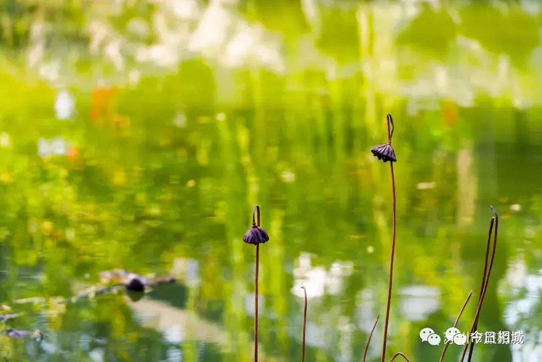 苏州园林开窗,苏州园林如何打开